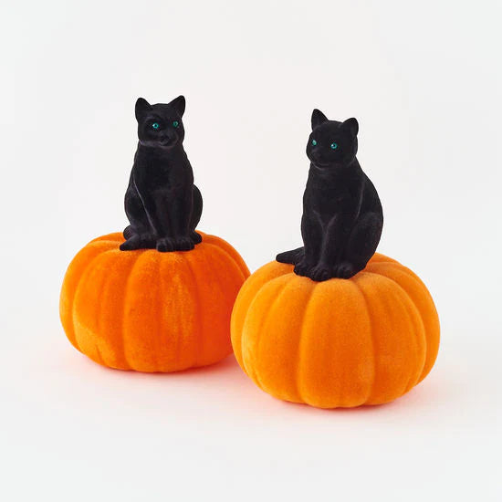 flocked cat on pumpkin